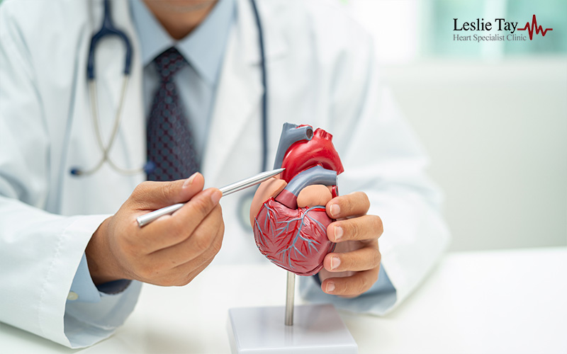Doctor holding a model of heart