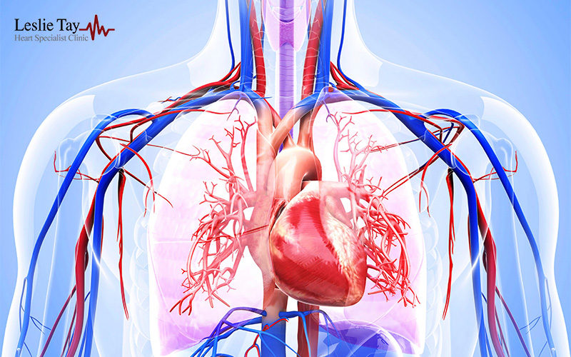 Medical illustration showing the human heart and surrounding blood vessels inside the chest.