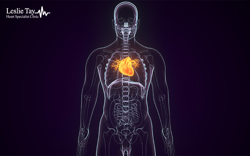 Digital anatomical illustration showing translucent skeleton and highlighted heart with branching blood vessels.